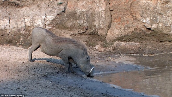 Trong chuyến đi thăm Công viên quốc gia South Luangwa ở Zambia, nhiếp ảnh gia Johan Vermeulen được chứng kiến màn săn mồi đáng sợ của con  cá sấu đói.